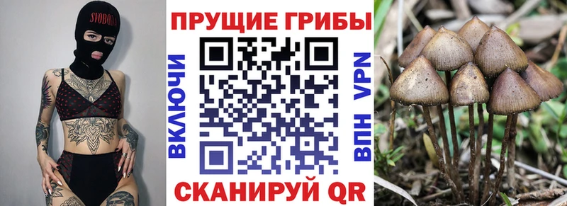 ссылка на мегу сайт  Новокубанск  Галлюциногенные грибы Psilocybe  купить наркотик 